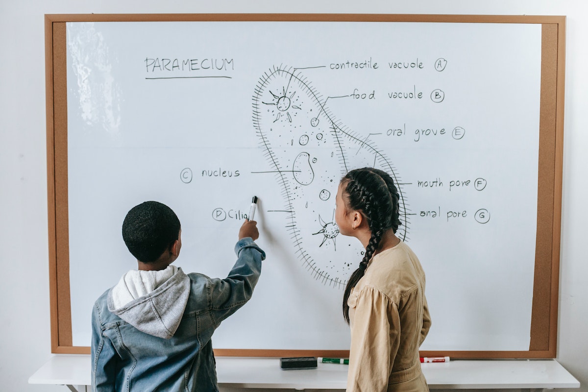 Dois alunos jovens estudando biologia. Na sala de aula eles apontam para o quadro branco com uma caneta preta