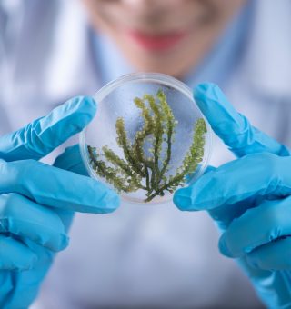 Aluno de biomedicina segurando um fraco de vidro com algumas folhas dentro